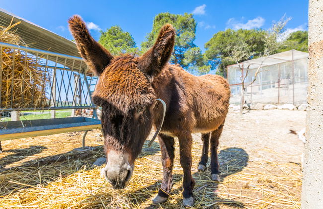 Maison de 4 chambres à Bibbona avec piscine privée et jardin - Photo 70