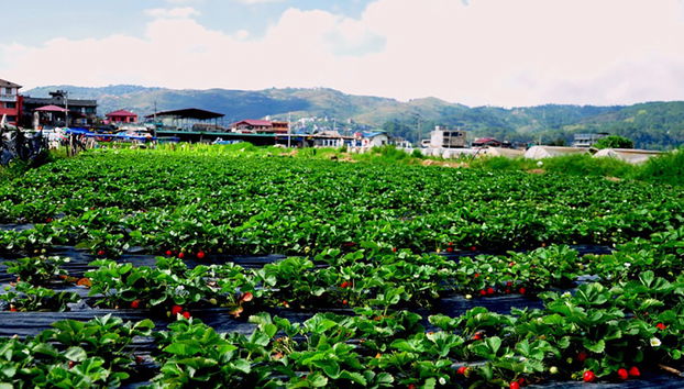 Baguio countryside Tour - Private - Photo 4