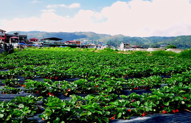 Baguio countryside Tour - Private - Photo 4