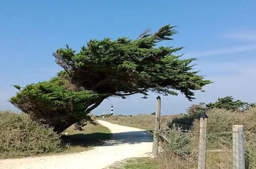 Photo 3 - Olydea Oléron les Sables Vignier