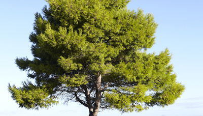 Thalassa Boutique Hotel Kefalonia - Photo 2