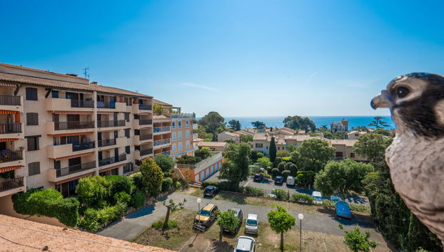 Appartement de 2 chambres à Fréjus avec terrasse - Photo 5