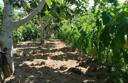 Il Cerro Agriturismo Zagarese - Photo 28