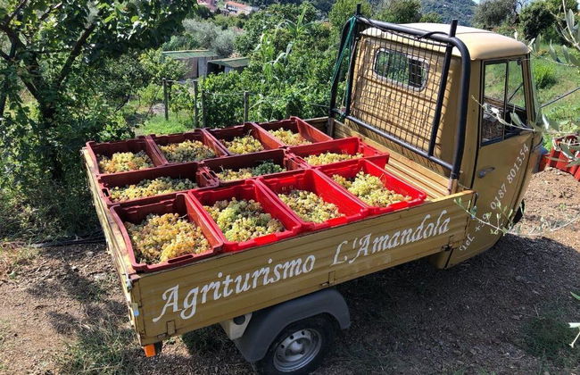 L'Amandola Villa - Agriturismo - Photo 55