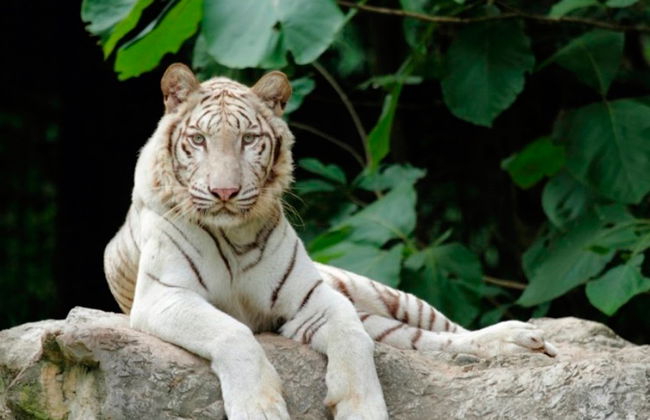 Chiang Mai Night Safari - Billet - Photo 4
