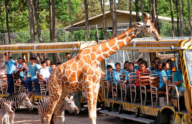 Chiang Mai Night Safari - Billet - Photo 2