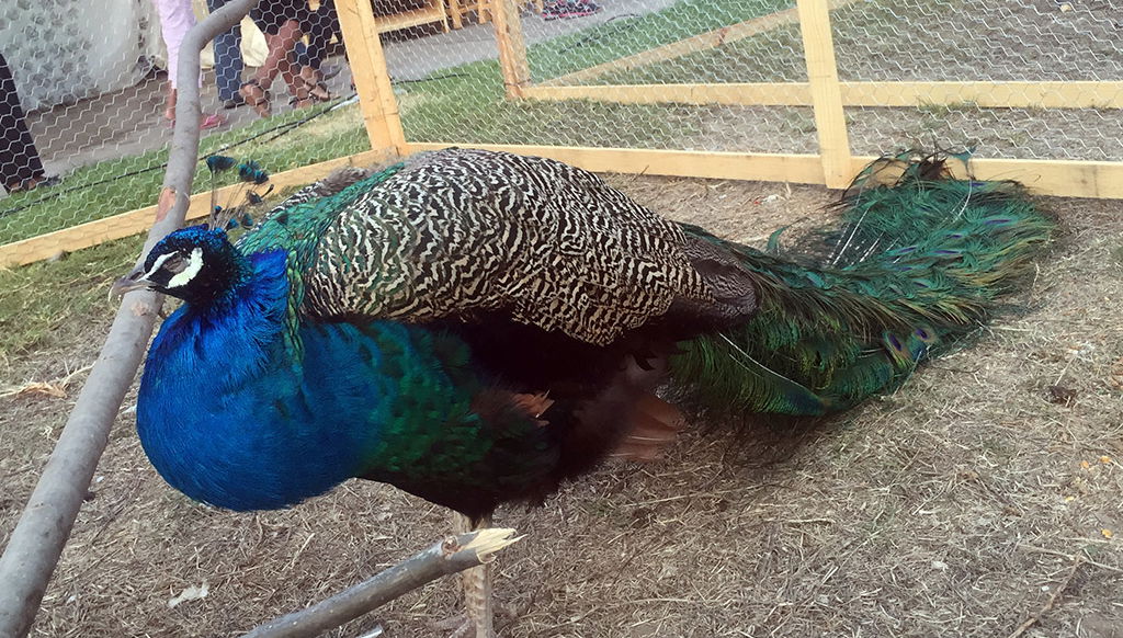 City tour and Tsimbazaza Zoo - Photo 1