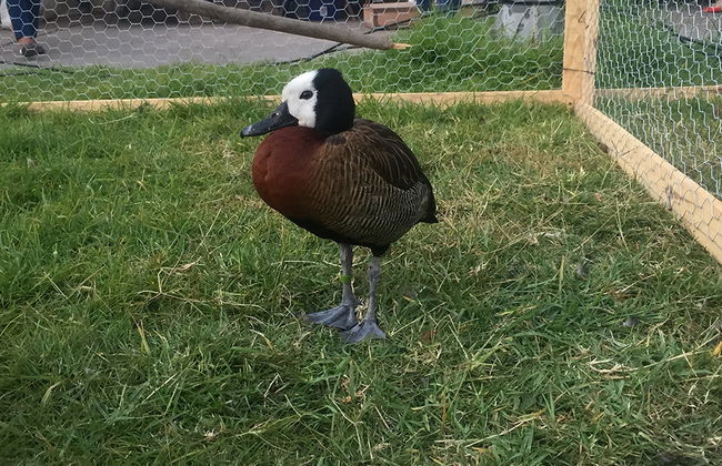 Tour della città e Zoo di Tsimbazaza - Foto 3