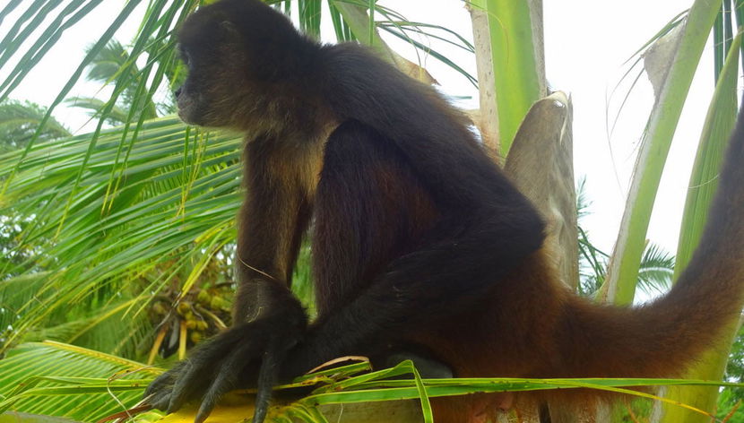 Escursione a Monkey Island - Foto 2