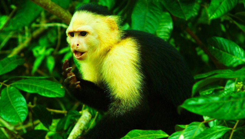 Escursione a Monkey Island - Foto 3