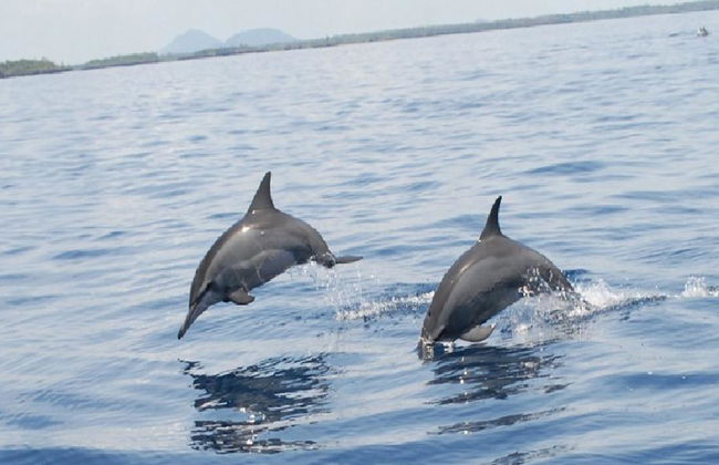 Ganztagesausflug nach Wasini Island und Kisite Sea Adventure - Foto 3