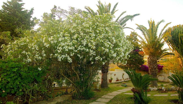 La Rosa Sul Mare - Foto 5
