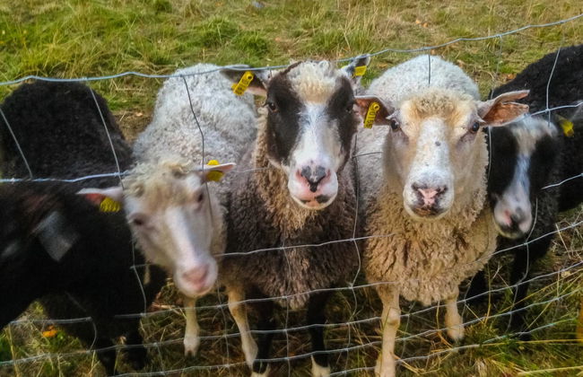 Lystikämän elämys - Foto 37