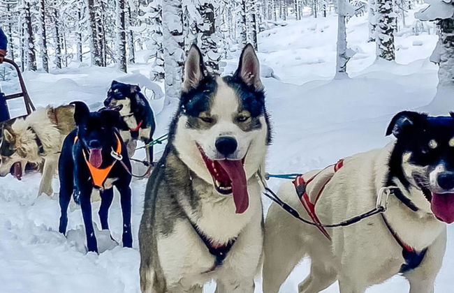 Lystikämän elämys - Foto 35