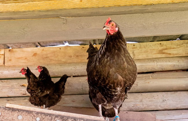 Lystikämän elämys - Foto 36