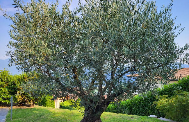 Casa de 2 quartos em Bioggio com jardim - Foto 29
