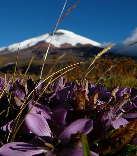 Foto de Excursion al Parque Nacional Cotopaxi