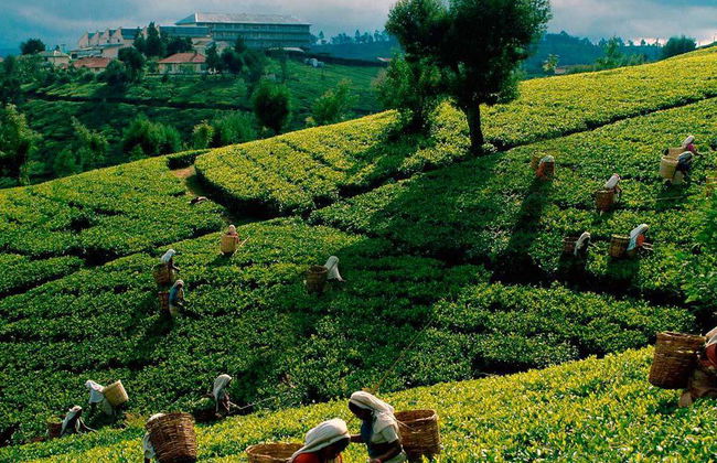 Découvrez la ville de Kandy - Excursion d’une journée - Photo 3