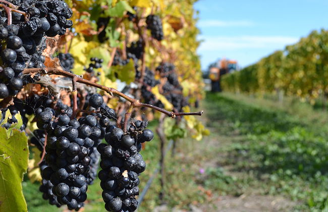 Las bodegas del valle de la Bekaa - Foto 2