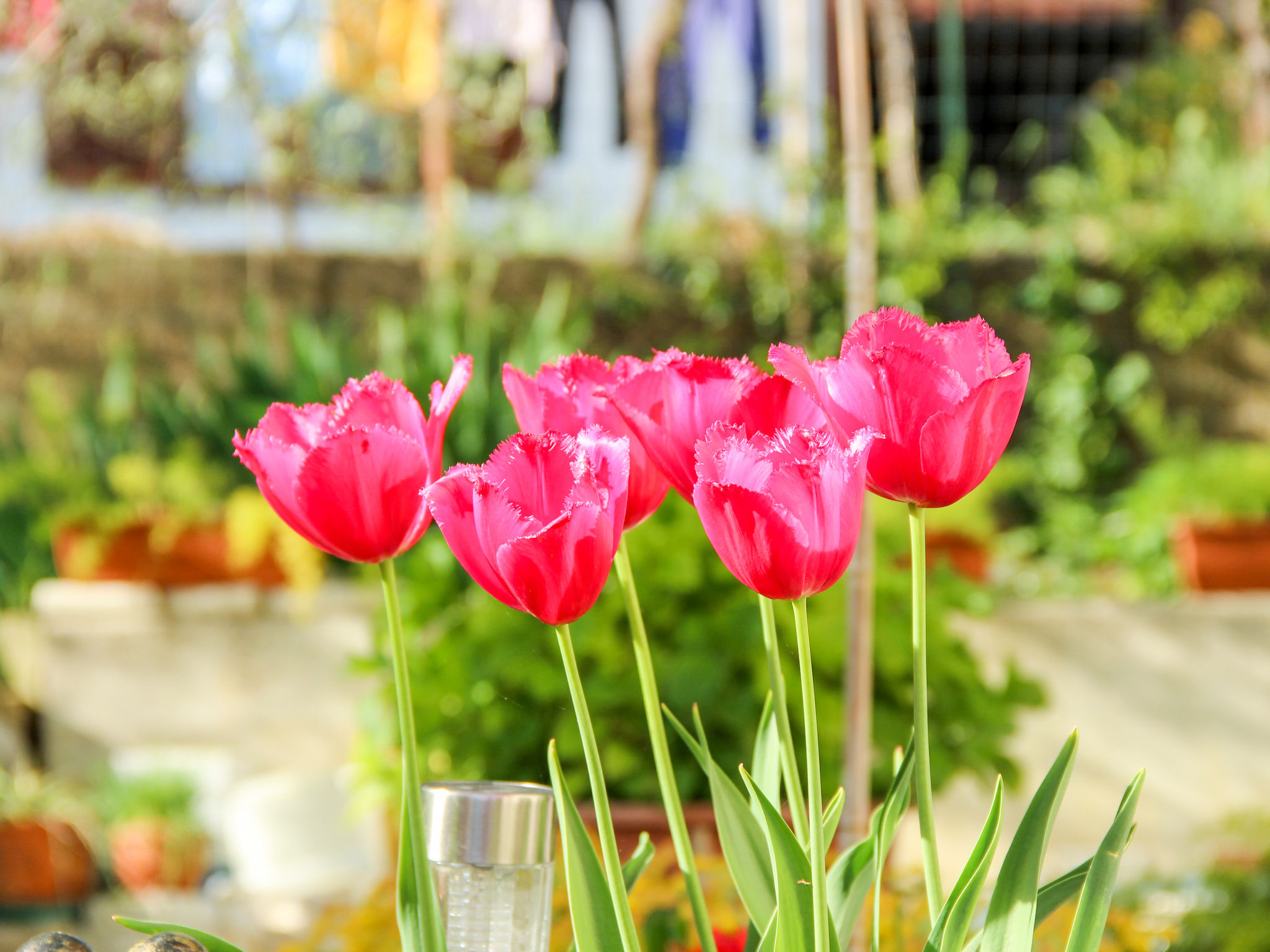 Foto 5 - Appartamento con 1 camera da letto a Pirano con giardino e terrazza