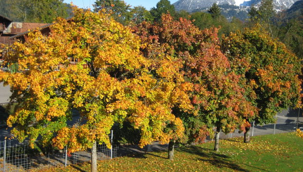 Apartment mit 1 Schlafzimmer in Lenk mit garten - Foto 4