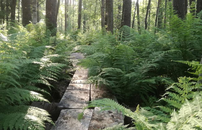 Haus mit 2 Schlafzimmern in Rääkkylä - Foto 24