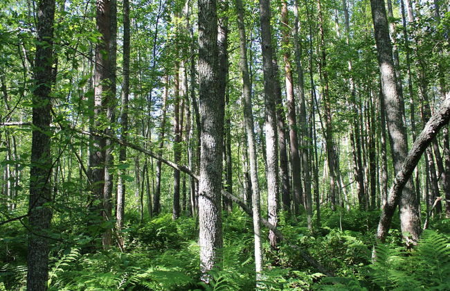 Haus mit 2 Schlafzimmern in Rääkkylä - Foto 23