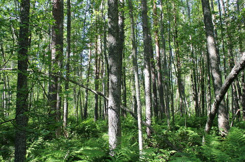 Foto 32 - Haus mit 2 Schlafzimmern in Rääkkylä mit sauna