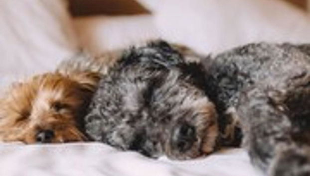 Park Sedo Aparthotel - Foto 2