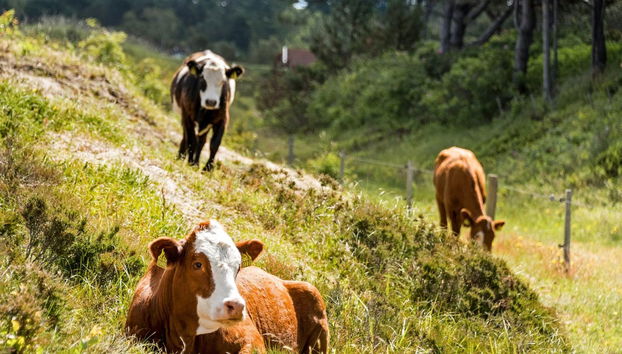 Haus mit 3 Schlafzimmern in Sjællands Odde mit terrasse - Foto 2