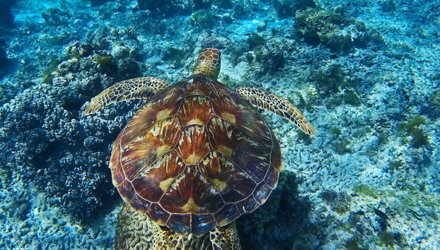 Excursión a la isla Apo - Privada - Foto 4