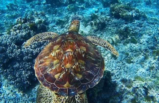 Excursión a la isla Apo - Privada - Foto 4