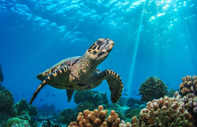 Apo Island Tour - Private - Photo 3