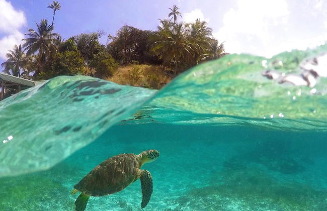 Apo Island Tour - Private - Photo 2