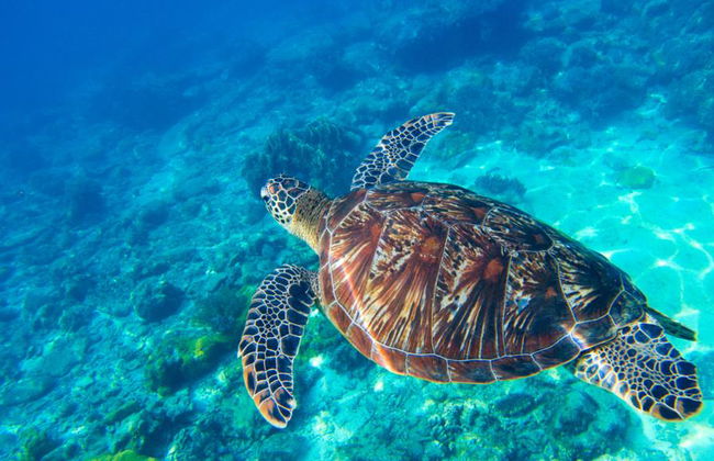 Excursión a la isla Apo - Privada - Foto 6