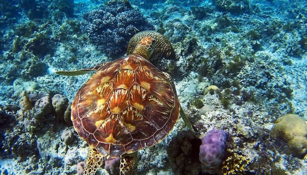 Excursión a la isla Apo - Privada - Foto 5