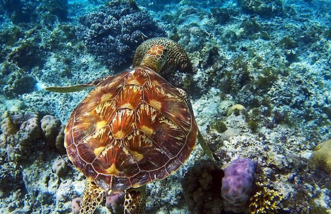 Excursión a la isla Apo - Privada - Foto 5