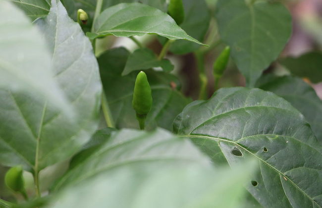 Sahakari Spice Farm - Private Tour - Foto 2