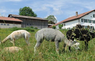 Foto 3 - Appartamento con 1 camera da letto a Muriaux