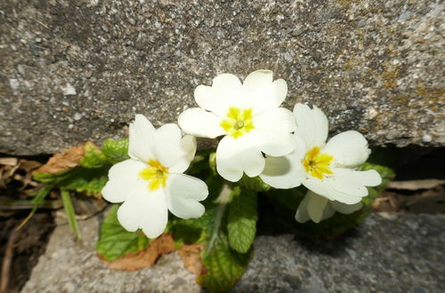 Photo 15 - 1 bedroom Apartment in Grindelwald with garden and terrace