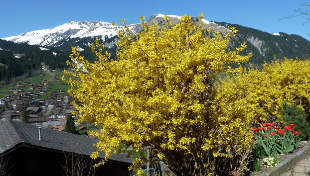 1 bedroom Apartment in Lenk - Photo 5