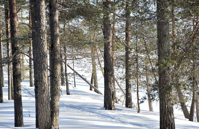 Haus mit 2 Schlafzimmern in Posio mit sauna - Foto 35