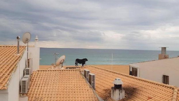 Edificio Sequeira by Portugalferias - Foto 2