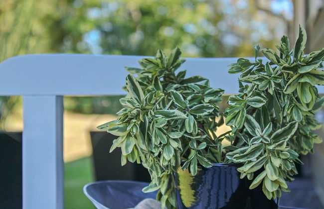 "Swavi" - from the sea - Foto 3