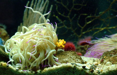 Acuario de Barcelona - Foto 2