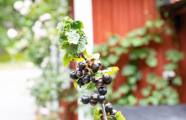 Casa de 2 quartos em Jämjö com jardim - Foto 17