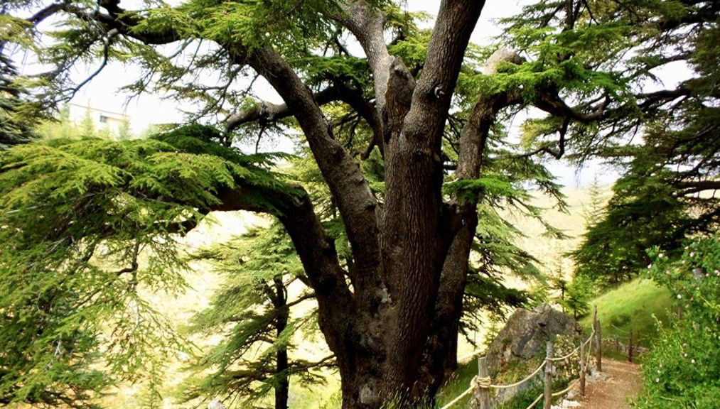 The North: Tripoli and The Cedars - Photo 1
