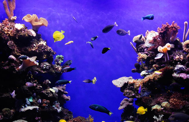 Palma Aquarium - Entrada - Foto 7