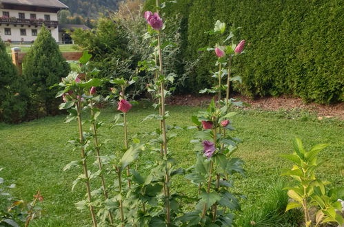 Photo 16 - Appartement de 2 chambres à Werfenweng avec jardin et vues sur la montagne