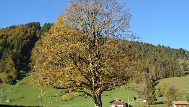 Apartamento de 3 quartos em Saanen - Foto 4